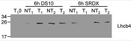 Lhcb4 | CP29 chlorophyll a/b binding protein of plant PSII in the group Antibodies Plant/Algal / Photosynthesis / LHC at Agrisera AB (Antibodies for research) (AS04 045)